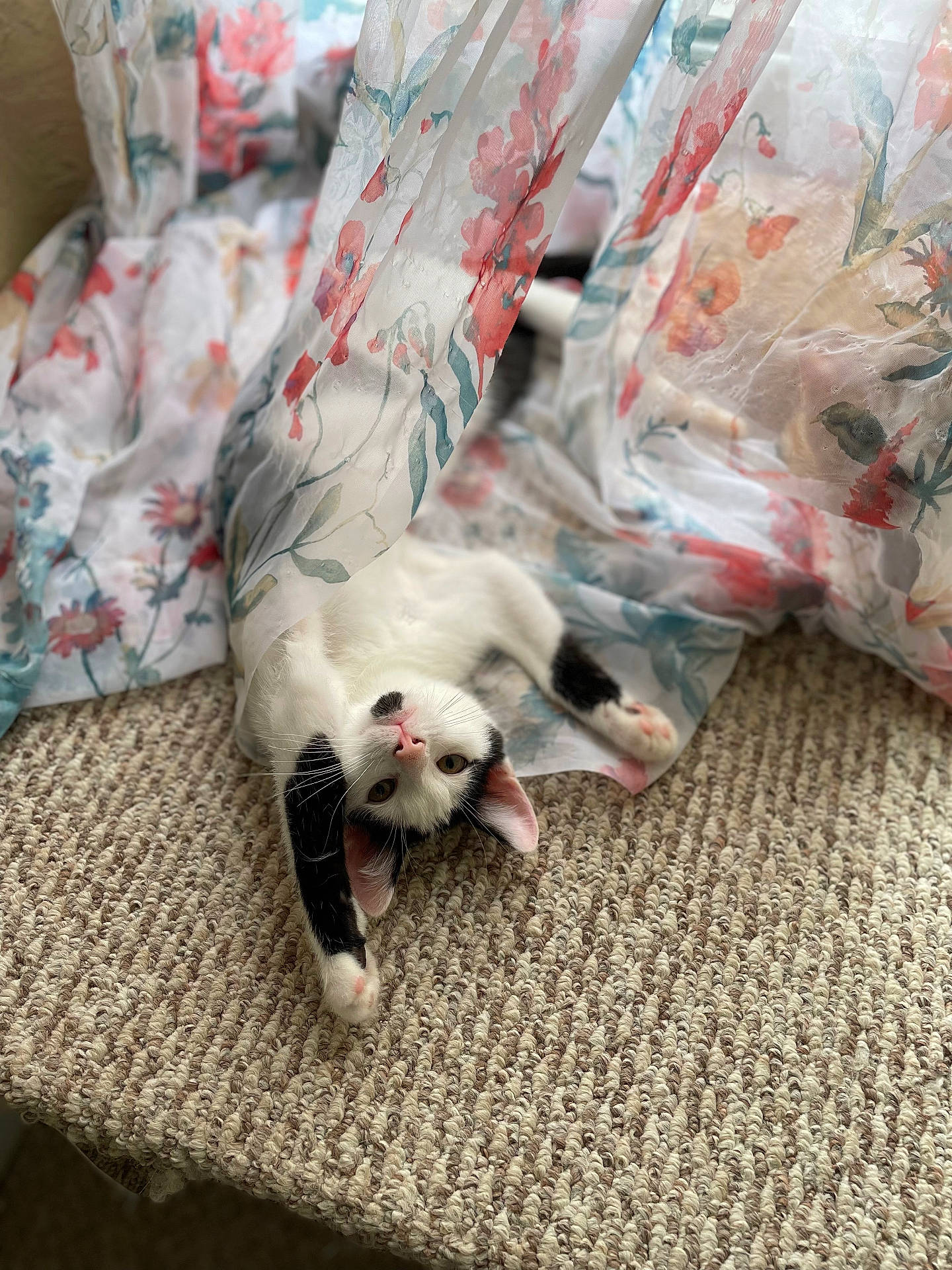 abyssinian, animal, bed, bedroom, blanket, cat, couch, furniture, hardwood, homedecor, indoors, kitten, manx, person, pet, quilt, room, siamese, sleeping, wood