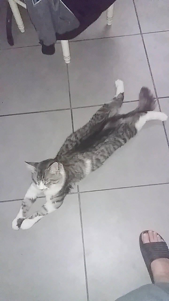 Mouchi a rejoint le concours — aidez-le/la à gagner de superbes lots ! black, carnivore, cat, domestic_short_haired_cat, felidae, floor, flooring, foot, fur, grey, human_leg, leg, line, small_to_medium_sized_cats, snout, tail, walking_shoe, whiskers, white, wood