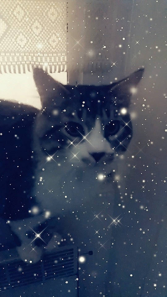 Mouchi participe au concours pour gagner de l'argent avec cette photo : art, atmosphere, branch, carnivore, cat, darkness, electric_blue, felidae, illustration, midnight, pattern, shadow, small_to_medium_sized_cats, snout, tints_and_shades, tree, vertebrate, whiskers, wildlife, winter