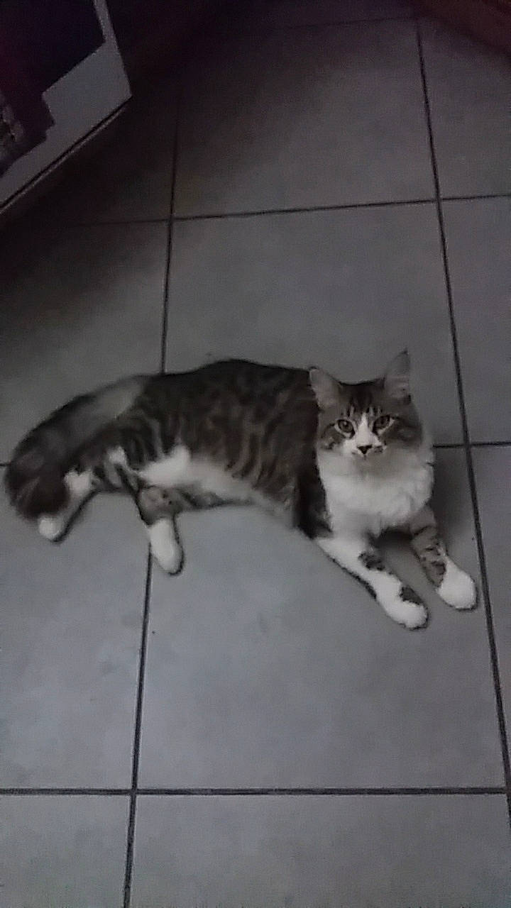 Mouchi a rejoint le concours — aidez-le/la à gagner de superbes lots ! canidae, carnivore, cat, claw, comfort, domestic_short_haired_cat, felidae, flooring, fur, grey, hardwood, paw, small_to_medium_sized_cats, snout, tail, terrestrial_animal, vertebrate, whiskers, wood, wood_flooring