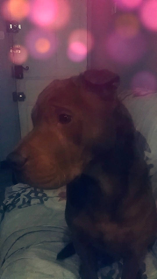 Mambo participe au concours pour gagner de l'argent avec cette photo : canidae, carnivore, cloud, companion_dog, darkness, dog, dog_breed, ear, fawn, fur, guard_dog, liver, magenta, night, non_sporting_group, selfie, sporting_group, whiskers, working_animal