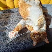 Jul participe au concours pour gagner de l'argent avec cette photo : cat, ginger_cat, white_fur, upside_down, stretching, paw, pink_paw_pads, blanket, yellow_cushions, sunlight, cozy, relaxed, indoor, feline, pet, whiskers, fur, cute, resting, home