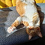 cat, ginger_cat, white_fur, upside_down, stretching, paw, pink_paw_pads, blanket, yellow_cushions, sunlight, cozy, relaxed, indoor, feline, pet, whiskers, fur, cute, resting, home