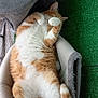 Jul participe au concours pour gagner de l'argent avec cette photo : cat, orange_cat, white_cat, pet_bed, relaxed, lying_down, paws, fur, indoor, green_carpet, cat_furniture, cozy, cute, sleeping, animal, pet, fluffy, tail, whiskers, resting