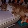 Jul participe au concours pour gagner de l'argent avec cette photo : cat, orange_cat, white_cat, printer, books, papers, desk, shelf, indoor, nap, sleeping_cat, feline, pet, resting, cozy, home_office, carpet, striped_rug, closeup, relaxation