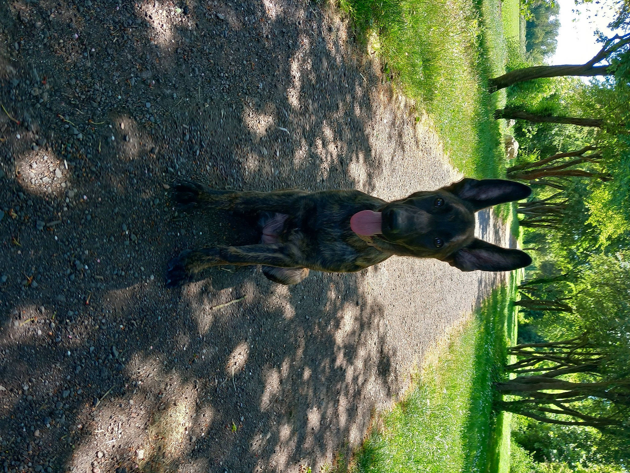 Urkane participe au concours pour gagner de l'argent avec cette photo : canidae, dog, dog_breed, grass, grass_family, landscape, people_in_nature, plant, shade, shadow, shrub, soil, sporting_group, sunlight, tail, tints_and_shades, tree, trunk, window, wood