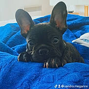 Rocky a rejoint le concours — aidez-le/la à gagner de superbes lots ! puppy, dog, french_bulldog, black_dog, blue_blanket, bed, indoor, pet, cute, ears, animal, snuggle, cozy, blanket, television, sunset, room, relaxing, curious, fur