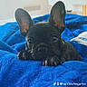 puppy, dog, french_bulldog, black_dog, blue_blanket, bed, indoor, pet, cute, ears, animal, snuggle, cozy, blanket, television, sunset, room, relaxing, curious, fur