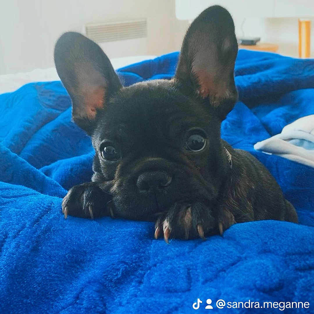 Rocky a rejoint le concours — aidez-le/la à gagner de superbes lots ! puppy, dog, french_bulldog, black_dog, blue_blanket, bed, indoor, pet, cute, ears, animal, snuggle, cozy, blanket, television, sunset, room, relaxing, curious, fur