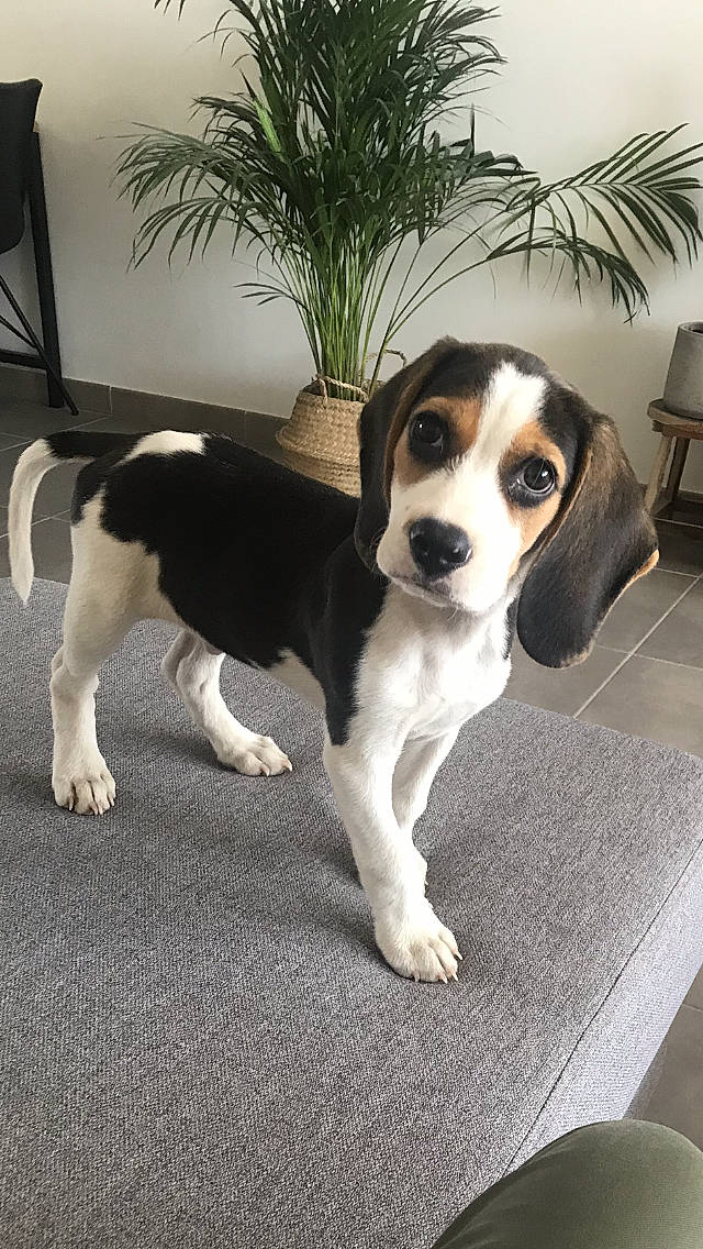 Pedro participe au concours pour gagner de l'argent avec cette photo : american_foxhound, beagador, beagle, beagle_harrier, beaglier, canidae, carnivore, companion_dog, coonhound, dog, dog_breed, estonian_hound, finnish_hound, harrier, mammal, pocket_beagle, puppy, serbian_tricolour_hound, treeing_walker_coonhound, vertebrate