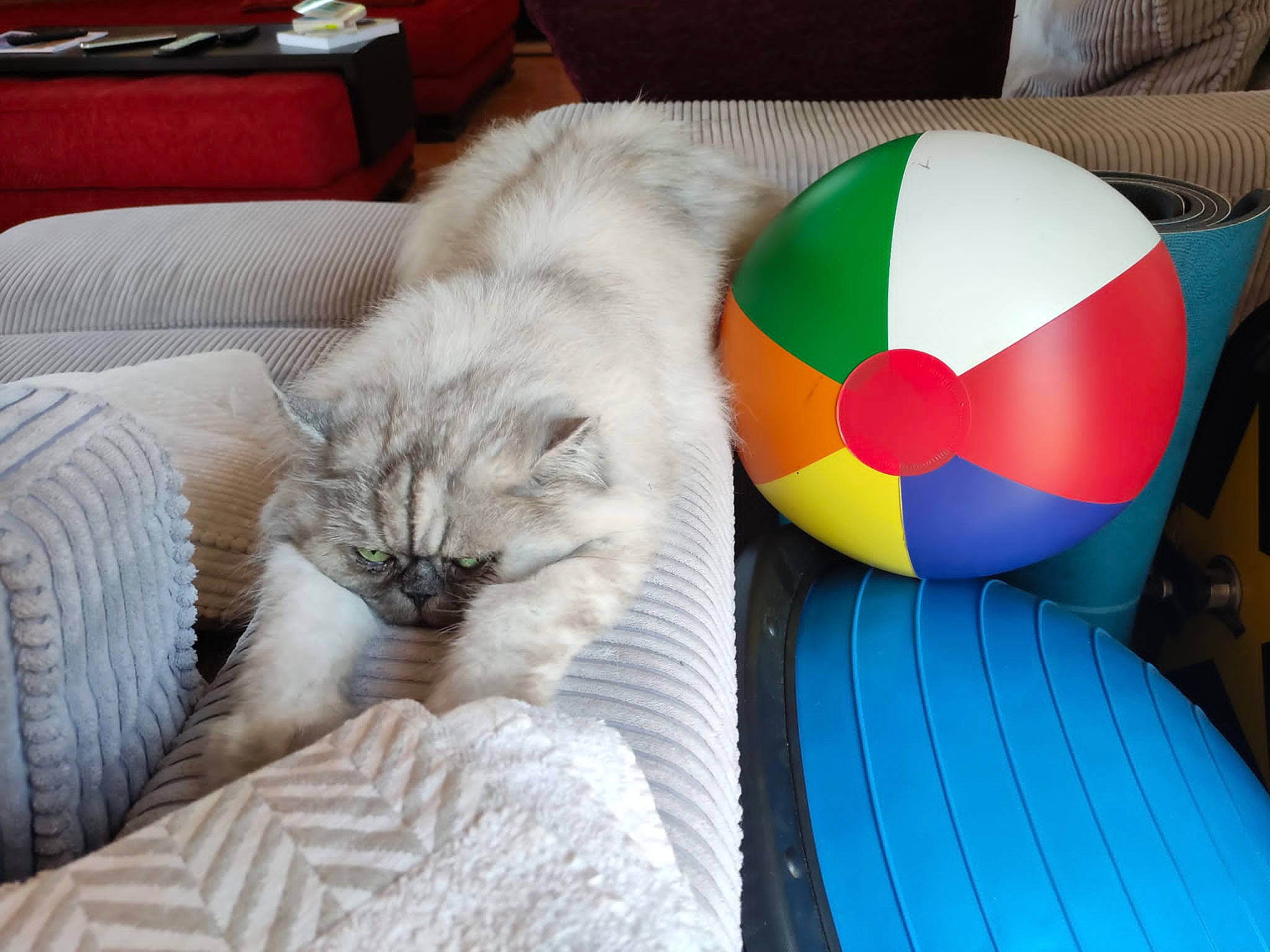 Cook participe au concours pour gagner de l'argent avec cette photo : ball, carnivore, cat, cat_bed, comfort, companion_dog, couch, domestic_short_haired_cat, felidae, flooring, fur, furniture, hardwood, linens, living_room, small_to_medium_sized_cats, table, tail, textile, whiskers