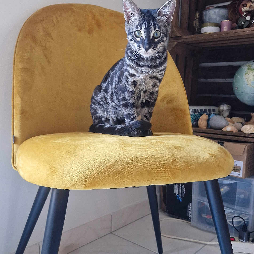 Luna participe au concours pour gagner de l'argent avec cette photo : animal, architecture, armchair, box, building, cat, chair, cup, cushion, furniture, homedecor, indoors, interiordesign, livingroom, manx, person, pet, plywood, room, wood