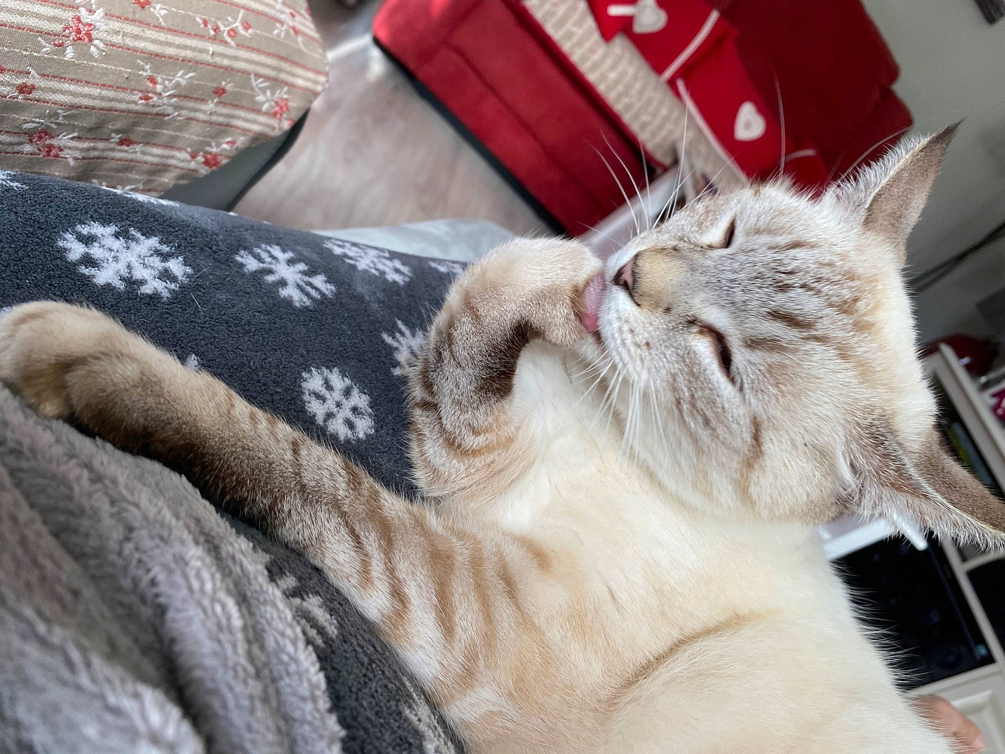 Syam participe au concours pour gagner de l'argent avec cette photo : bag, bedding, carmine, carnivore, cat, claw, comfort, domestic_short_haired_cat, felidae, fur, grey, linens, nap, pattern, paw, sleep, sleeve, small_to_medium_sized_cats, textile, whiskers