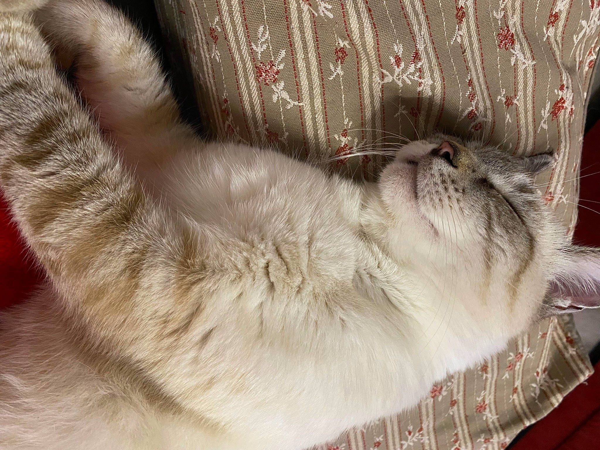 Syam a rejoint le concours — aidez-le/la à gagner de superbes lots ! canidae, carnivore, cat, claw, comfort, companion_dog, dog_breed, domestic_short_haired_cat, fawn, felidae, foot, fur, nap, paw, sleep, small_to_medium_sized_cats, sporting_group, tail, terrestrial_animal, whiskers