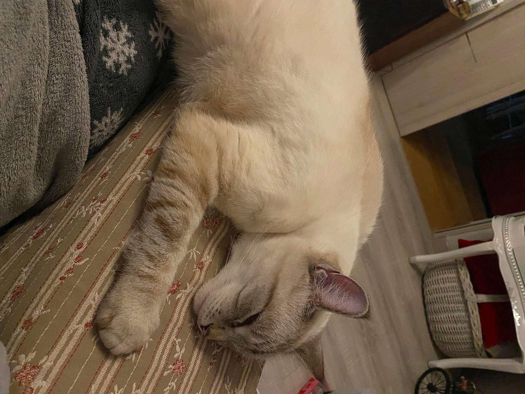 Syam participe au concours pour gagner de l'argent avec cette photo : carnivore, cat, claw, comfort, fawn, felidae, foot, fur, gesture, grey, human_leg, nail, paw, small_to_medium_sized_cats, snout, tail, terrestrial_animal, toe, whiskers, wrinkle