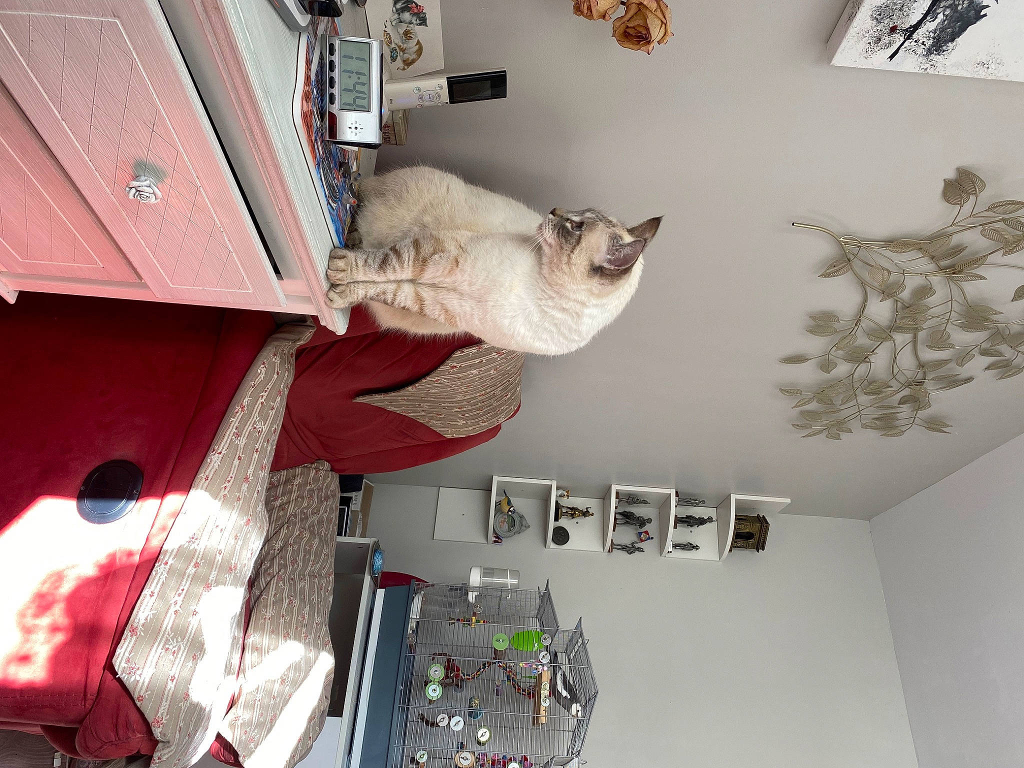 Syam participe au concours pour gagner de l'argent avec cette photo : art, carmine, carnivore, cat, ceiling, felidae, floor, flooring, grey, handrail, hardwood, home, house, interior_design, room, shelf, shelving, small_to_medium_sized_cats, wall, wood