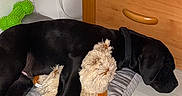 Boss a rejoint le concours — aidez-le/la à gagner de superbes lots ! dog, puppy, black_dog, stuffed_toy, dog_bed, sleeping, cozy, indoor, wooden_dresser, floor, pet, animal, toy, resting, collar, furniture, comfort, home, cute, nap