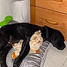 dog, puppy, black_dog, stuffed_toy, dog_bed, sleeping, cozy, indoor, wooden_dresser, floor, pet, animal, toy, resting, collar, furniture, comfort, home, cute, nap