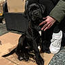 puppy, dog, black_dog, cardboard, hand, person, sneakers, floor, indoor, pet, cute, animal, sitting, young_dog, clothing, casual, portrait, companion, domestic_animal, relaxed