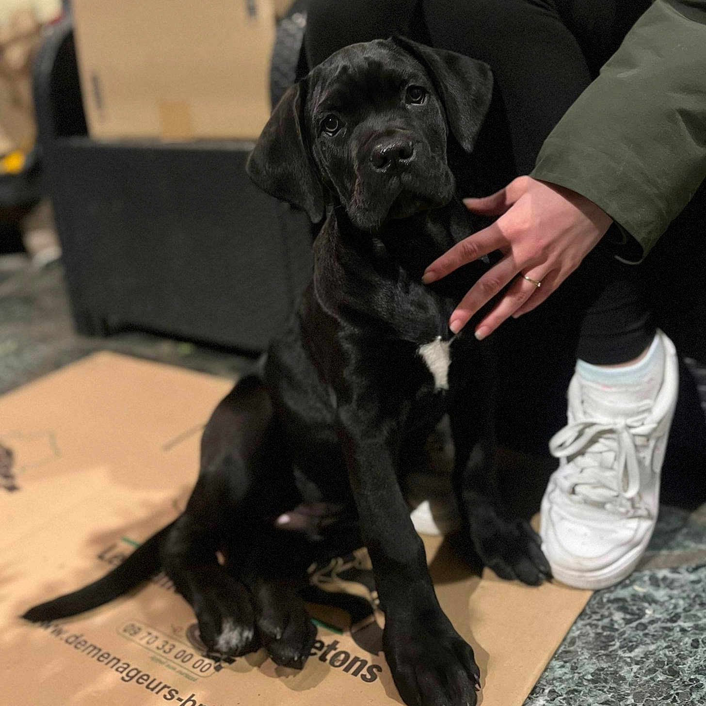Boss a rejoint le concours — aidez-le/la à gagner de superbes lots ! puppy, dog, black_dog, cardboard, hand, person, sneakers, floor, indoor, pet, cute, animal, sitting, young_dog, clothing, casual, portrait, companion, domestic_animal, relaxed