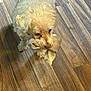 Ella is registered to the contest to win money with this photo: animal, canine, companion, cream_color, curly_fur, cute, dog, domestic_animal, flooring, fur, indoor, light_brown, mischievous, mouth, pet, playful, sock, standing, toy, wooden_floor