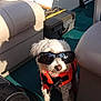 Ella is registered to the contest to win money with this photo: accessory, animal, boat, canine, carpet, cute, dog, funny, life_jacket, outdoor, pet, portrait, seat, shadow, small_dog, summer, sunglasses, sunlight, watercraft, white_dog