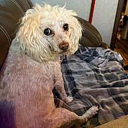 Ella is registered to the contest to win money with this photo: animal, blanket, companion, couch, cozy, curious, curly_fur, dog, doorway, floor, fluffy, home, indoor, leather_furniture, living_room, looking_back, pet, plaid, second_dog, white_dog