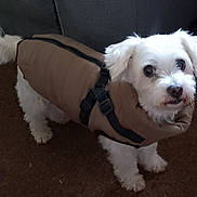 Gwennki participe au concours pour gagner de l'argent avec cette photo : dog, white_dog, pet, indoor, carpet, brown_jacket, coat, curious, small_dog, furniture, couch, household, animal, companion, cute, fluffy, standing, looking_up, domestic, indoors