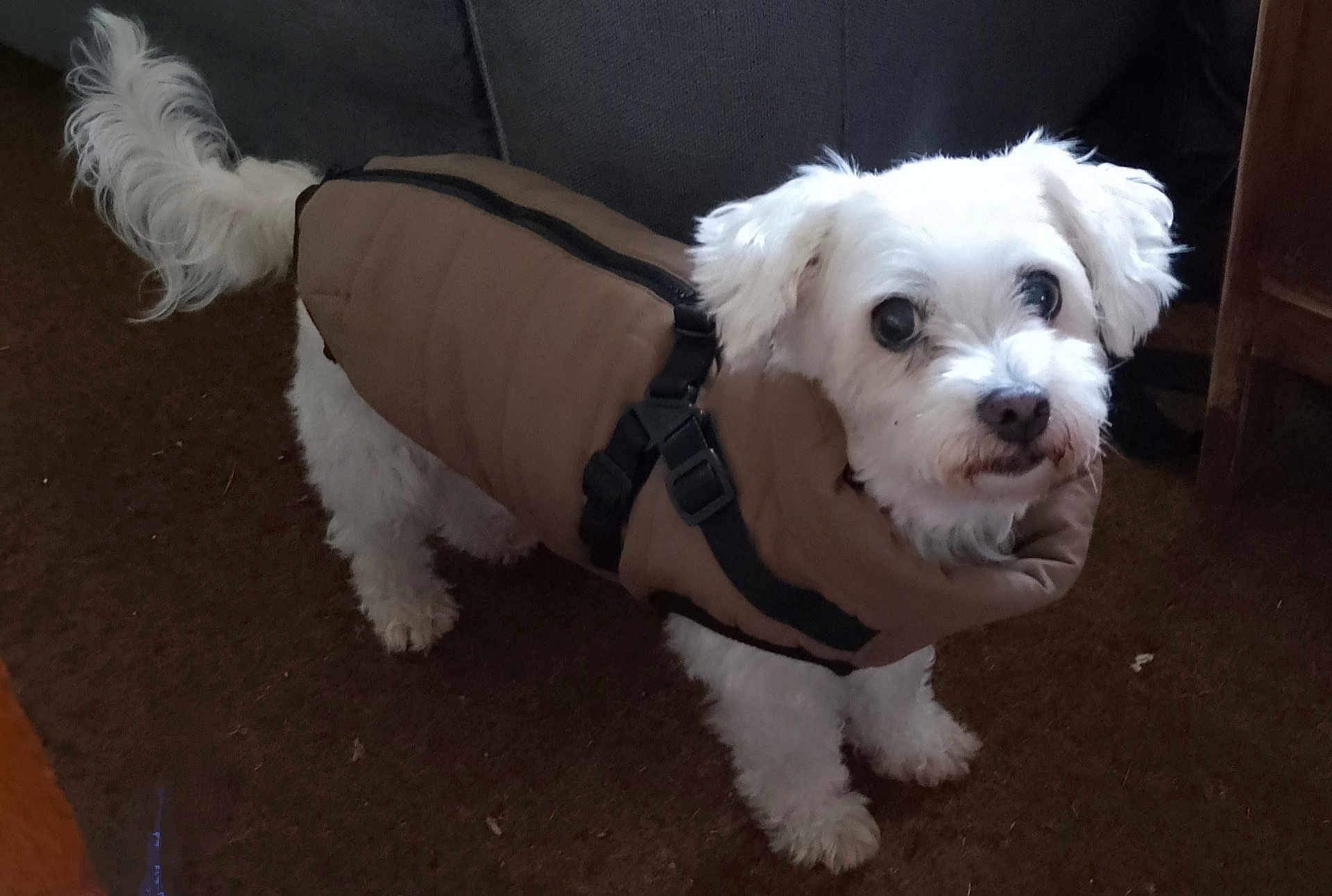 Gwennki participe au concours pour gagner de l'argent avec cette photo : dog, white_dog, pet, indoor, carpet, brown_jacket, coat, curious, small_dog, furniture, couch, household, animal, companion, cute, fluffy, standing, looking_up, domestic, indoors