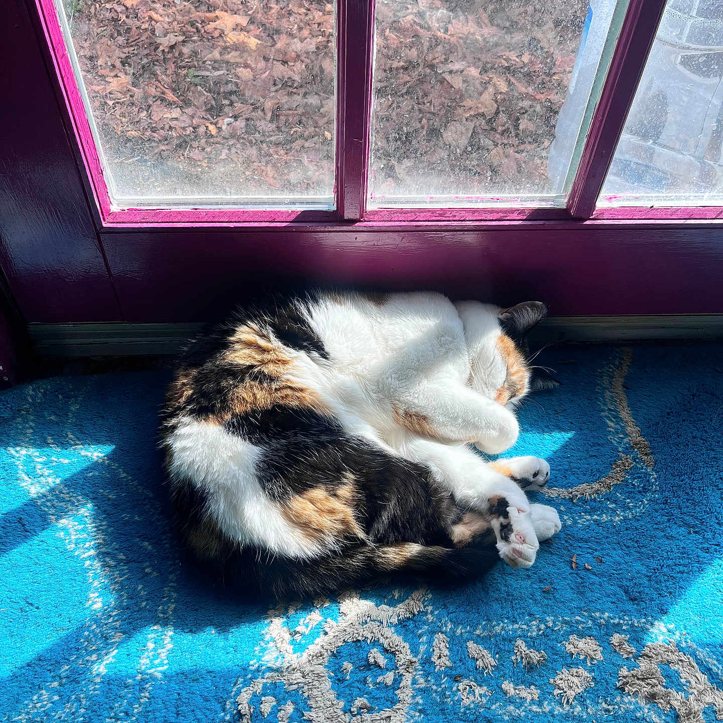 Lyra joined the competition — help win amazing prizes! blue_rug, calico, cat, cozy, curled_up, daylight, door, feline, fur, home, indoor, patterned_rug, paw, pet, purple_door, quiet, relaxing, sleeping, sunlight, window