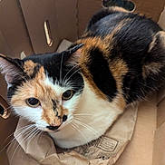 Lyra joined the competition — help win amazing prizes! animal, brown_paper, calico_cat, cardboard_box, cat, closeup, cozy, curious, cute, domestic_animal, ears, feline, fur, household, indoor, looking_up, pet, resting, sitting, whiskers