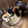 animal, brown_paper, calico_cat, cardboard_box, cat, closeup, cozy, curious, cute, domestic_animal, ears, feline, fur, household, indoor, looking_up, pet, resting, sitting, whiskers