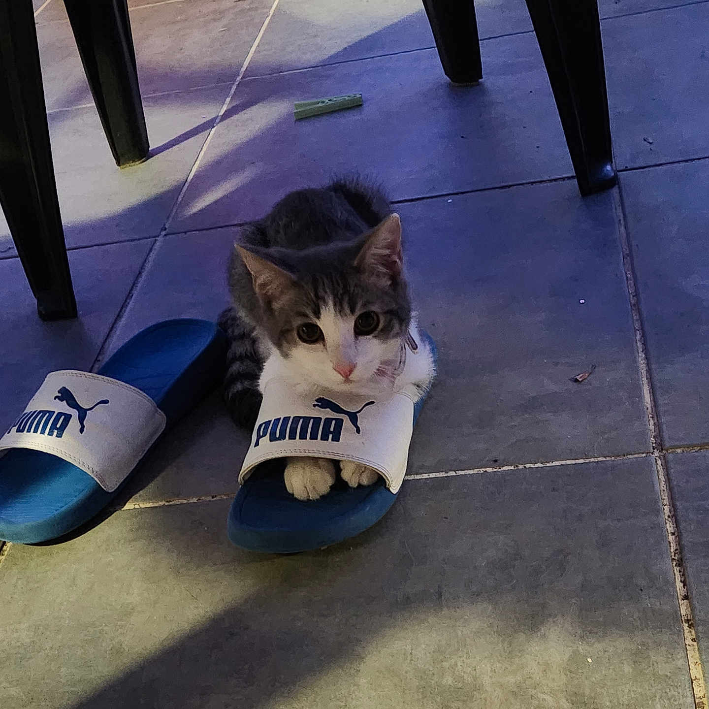 Luke a rejoint le concours — aidez-le/la à gagner de superbes lots ! animal, blue, cat, chair_leg, cute, domestic_cat, floor, fur, indoor, kitten, paws, pet, puma, resting, shadow, slipper, small, tile, whiskers, white