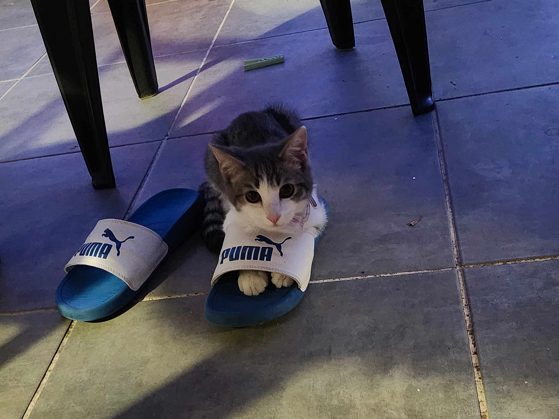 Luke a rejoint le concours — aidez-le/la à gagner de superbes lots ! kitten, cat, slipper, puma, floor, tile, shadow, chair_leg, indoor, pet, animal, cute, paws, resting, small, fur, whiskers, domestic_cat, blue, white