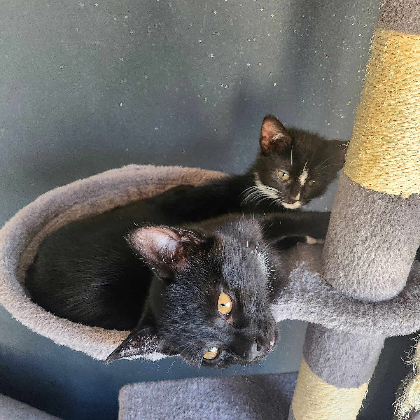 Vador Et Leïa
