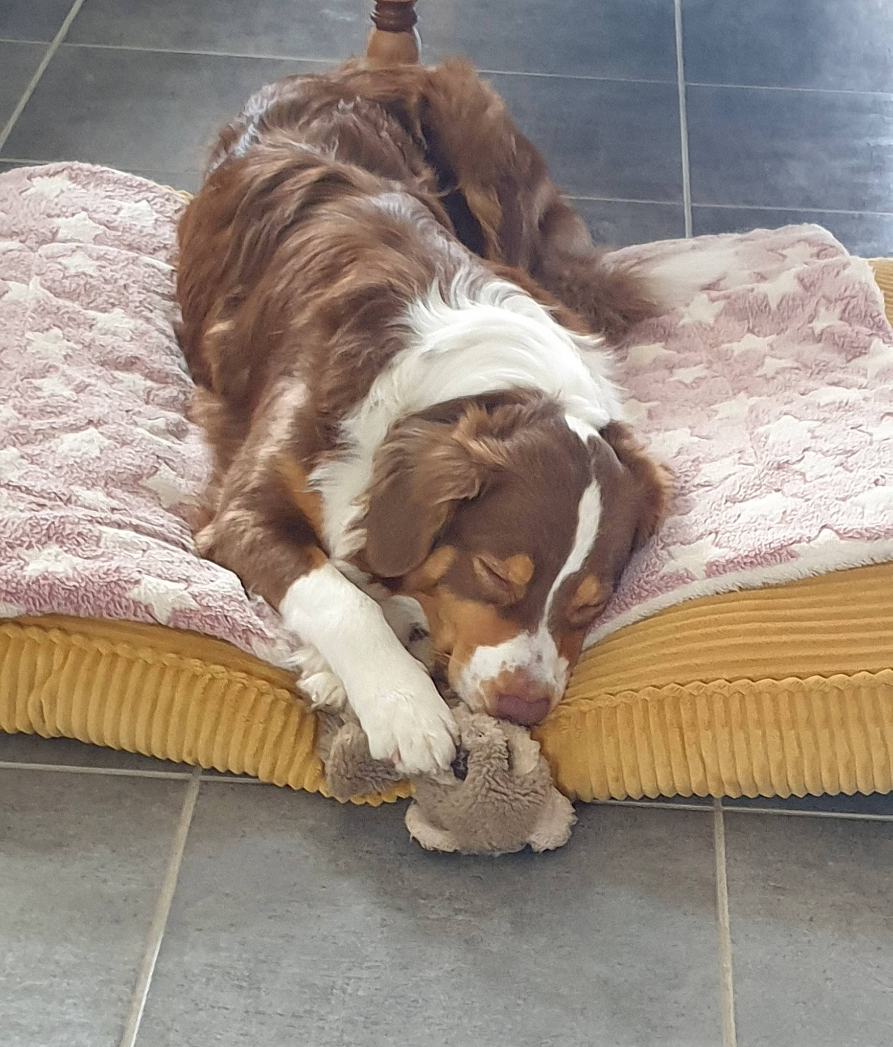 Scarlette participe au concours pour gagner de l'argent avec cette photo : bored, canidae, carnivore, comfort, companion_dog, dog, dog_breed, fawn, flooring, fur, gun_dog, hardwood, liver, snout, spaniel, sporting_group, terrestrial_animal, whiskers, wood, working_animal