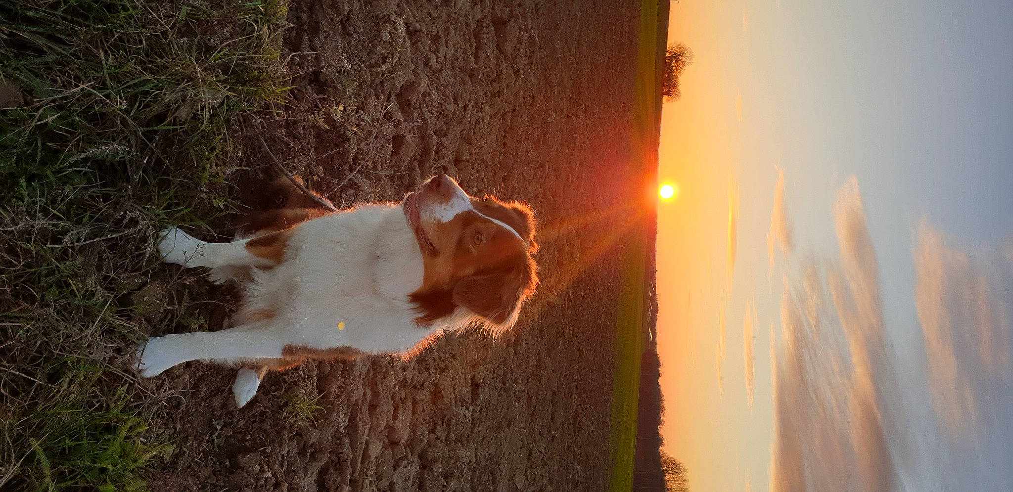 Scarlette a rejoint le concours — aidez-le/la à gagner de superbes lots ! canidae, carnivore, cat, companion_dog, dog_breed, fawn, felidae, fur, grass, happy, heat, lens_flare, plant, sky, small_to_medium_sized_cats, sporting_group, tail, tree, whiskers, wood