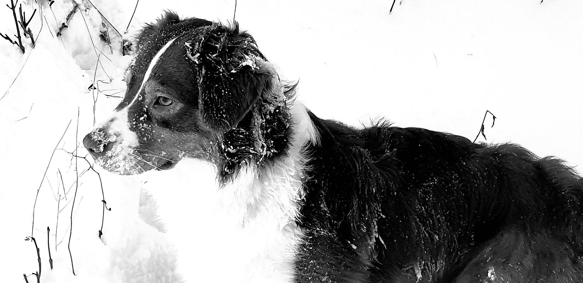 Scarlette a rejoint le concours — aidez-le/la à gagner de superbes lots ! ancient_dog_breeds, canidae, carnivore, collar, companion_dog, dog, dog_breed, dog_collar, fur, herding_dog, hunting_dog, jaw, monochrome, monochrome_photography, snout, sporting_group, style, whiskers, working_animal, working_dog