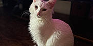 Frederick joined the competition — help win amazing prizes! cat, white_cat, sitting, fur, pet, animal, indoor, wooden_floor, portrait, feline, long_fur, tail, ears, whiskers, cute, domestic_animal, mammal, household, soft_light, calm