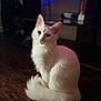 cat, white_cat, sitting, fur, pet, animal, indoor, wooden_floor, portrait, feline, long_fur, tail, ears, whiskers, cute, domestic_animal, mammal, household, soft_light, calm