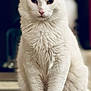 Frederick joined the competition — help win amazing prizes! cat, white_cat, feline, pet, animal, indoor, kitchen, counter, fur, whiskers, ears, paws, sitting, closeup, portrait, domestic_cat, cute, fluffy, mammal, household