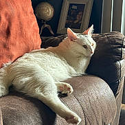 Frederick joined the competition — help win amazing prizes! cat, white_cat, couch, brown_couch, indoor, cozy, relaxing, pet, feline, fur, paw, window, vertical_blinds, globe, picture_frame, home, living_room, natural_light, resting, domestic_animal