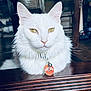 Frederick joined the competition — help win amazing prizes! cat, white_cat, pet, indoor, fur, yellow_eyes, collar, tag, wooden_surface, calm, portrait, animal, domestic_cat, closeup, feline, whiskers, ears, floor, reflection, household