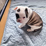 Aîko a rejoint le concours — aidez-le/la à gagner de superbes lots ! animal, blanket, boxer, bulldog, canine, cat, dog, dogbed, frenchbulldog, hound, indoors, interiordesign, maceclub, person, pet, pitbull, puppy, quilt, sleeping, weapon