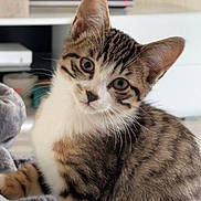 Simba participe au concours pour gagner de l'argent avec cette photo : kitten, cat, tabby, animal, pet, feline, sitting, portrait, close_up, head_tilt, wide_eyes, curious, whiskers, ears, striped_fur, white_chest, blanket, indoors, home, television