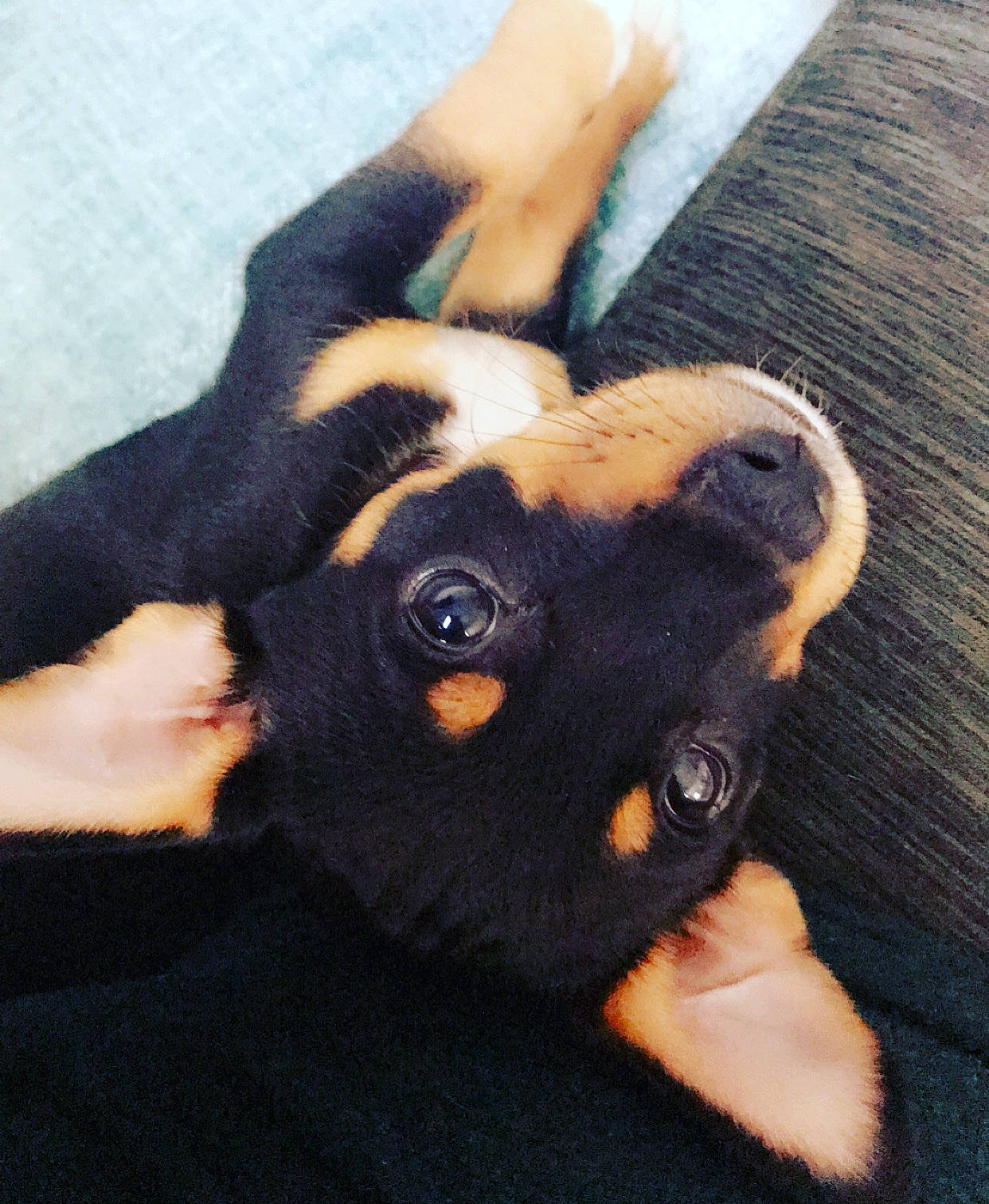 Demi joined the competition — help win amazing prizes! canidae, carnivore, dobermann, dog, dog_breed, ear, english_toy_terrier, fawn, german_pinscher, guard_dog, miniature_pinscher, pinscher, prazsky_krysarik, toy_fox_terrier, toy_manchester_terrier