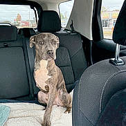 Lenny joined the competition — help win amazing prizes! animal, backseat, blanket, brindle, canine, car_interior, dog, domestic_animal, ears, eyes, fur, head, looking, nose, pet, resting, seat, sitting, vehicle, window