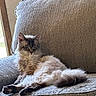cat, fluffy, lounging, couch, beige, indoor, relaxed, pet, feline, window_light, cozy, fur, resting, animal, home, comfort, whiskers, tail, ears, sleepy