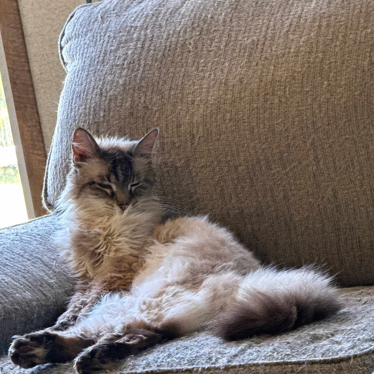 Tish is registered to the contest to win money with this photo: cat, fluffy, lounging, couch, beige, indoor, relaxed, pet, feline, window_light, cozy, fur, resting, animal, home, comfort, whiskers, tail, ears, sleepy