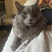 Stitch is registered to the contest to win money with this photo: cat, gray_cat, fluffy_fur, yellow_eyes, blanket, white_blanket, person, phone, couch, indoor, dog, resting, relaxed, pet, living_room, furniture, cozy, animal, portrait, curious